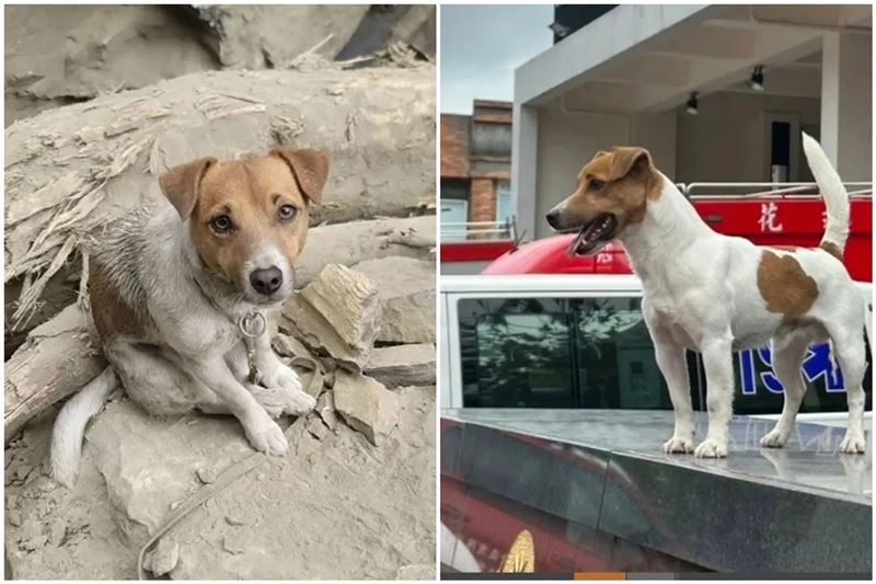 吹哨者爆料搜救犬Wilson死因不單純，網友氣炸要求花蓮消防局提出完整報告。（翻攝自花蓮搜救犬隊～ｗｈｆ犬客臉書粉專）