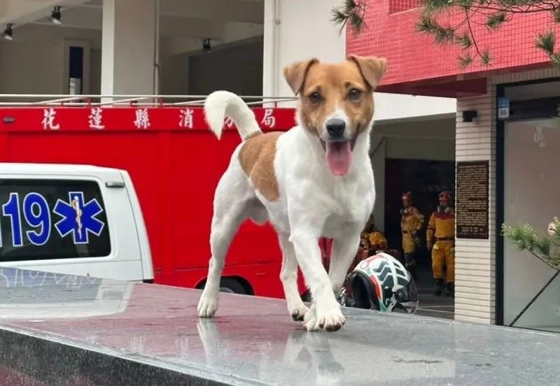 年僅4歲的搜救犬「Wilson」曾在2024年花蓮403強震中立下大功，卻在去年驚傳墜樓身亡，引發外界質疑。（圖／翻攝自花蓮搜救犬隊～ｗｈｆ犬客臉書粉專）