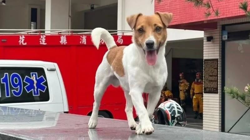 Wilson之死掀風暴　吹哨者再爆消防黑幕