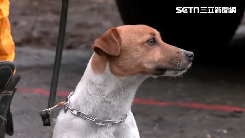 搜救犬Wilson死因惹議，花蓮縣消防局長吳兆遠，今上午公布Wilson死因，強調針對不實的虐犬指控，將蒐集相關資料並保留法律追訴權。（圖／翻攝畫面）