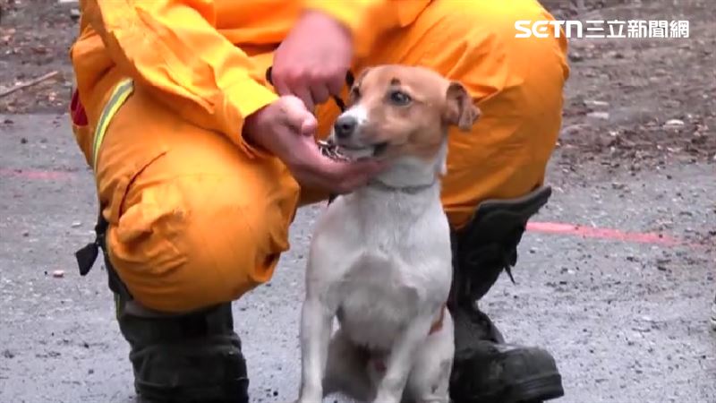 Wilson平時跟領犬員互動良好