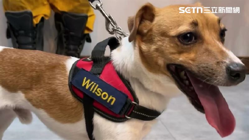 搜救犬Wilson到底怎麼走的？他點最大問題