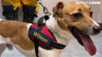 搜救犬Wilson到底怎麼走的？他點最大問題