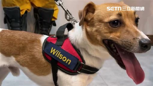 傳搜救犬Wilson遭虐死？劉世芳回應了