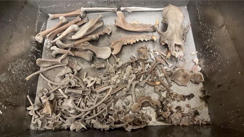 花蓮縣消防局搜救犬Wilson傳遭虐死,花蓮消防局公布水化遺骨,無破裂或骨折跡象