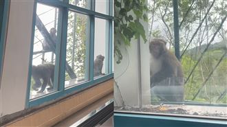 北捷驚見猴群趴趴走！網：迎賓部隊來了