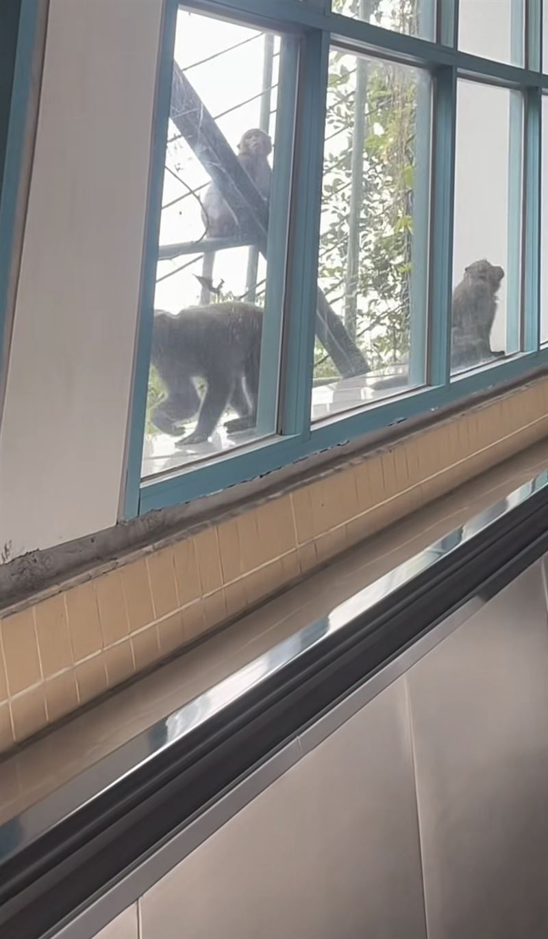 今(19日)有民眾目擊猴群在北捷動物園站手扶梯外悠哉趴趴走。(圖/翻攝自threads@ggyutonggg)