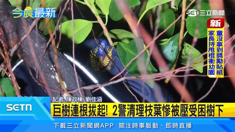 2名員警清理竟遭榕樹突然連根倒塌壓傷,所幸送醫後僅擦挫傷、無生命危險