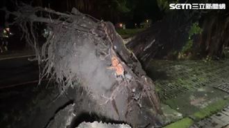 巨樹連根拔起！2警清理枝葉慘受困樹下