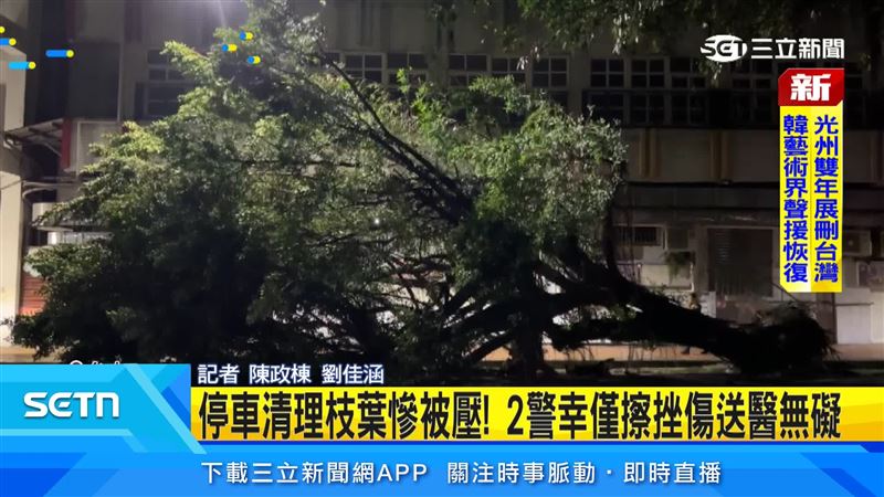 道路旁的榕樹突然連根倒塌橫躺路邊,枝葉占滿兩車道