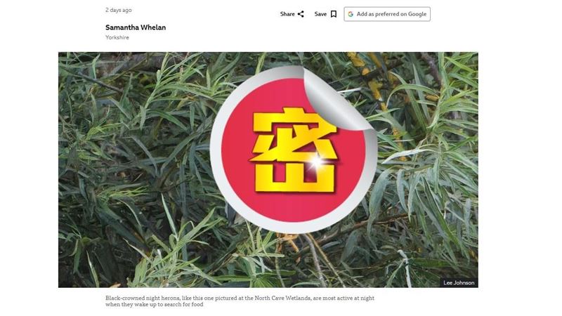 BBC爆神祕鳥！台灣人一看全笑翻