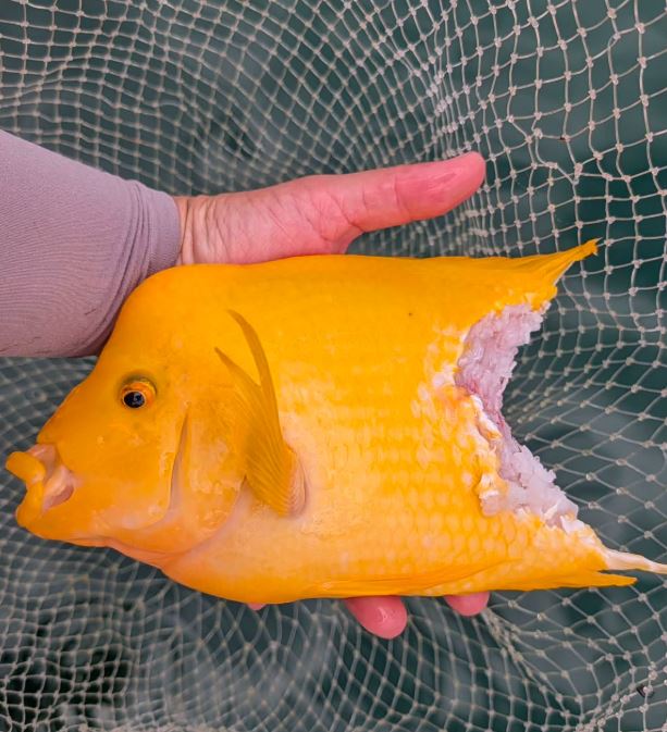 大型紅魔鬼遭魚虎啃咬,直接腰斬,下半身消失。(圖/翻攝自日月潭一等高臉書粉專)