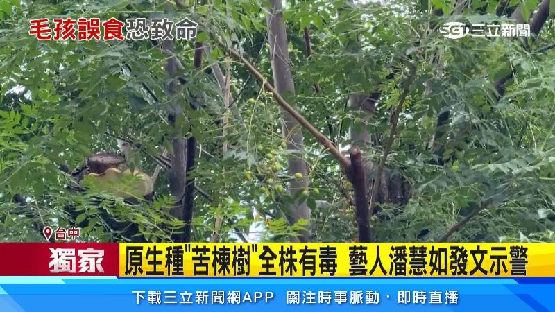 苦楝樹整棵都具有毒性