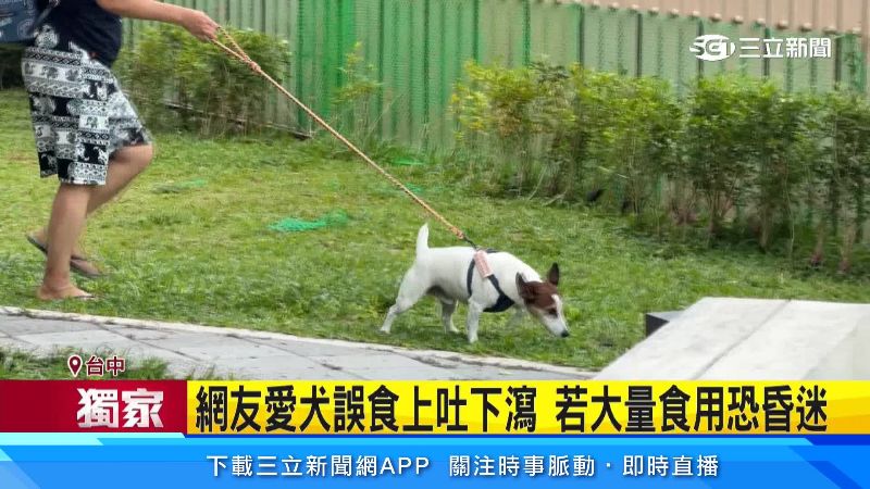 狗狗常常看到東西就吃