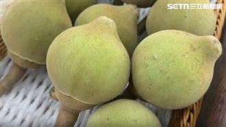 新水果椰柿一顆500元　九如農會嘗鮮試賣