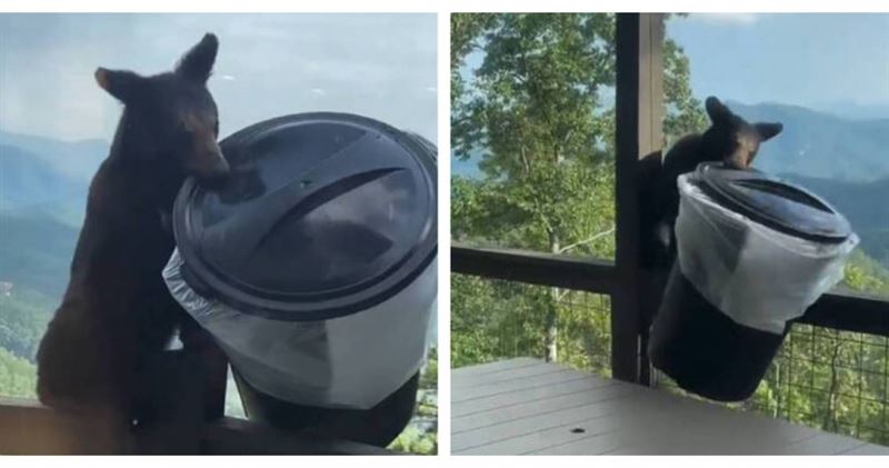 美國田納西州一隻小黑熊闖進度假小屋附近,直接叼走幾乎和自己一樣大的垃圾桶。(圖/翻攝自X,@ABC7)