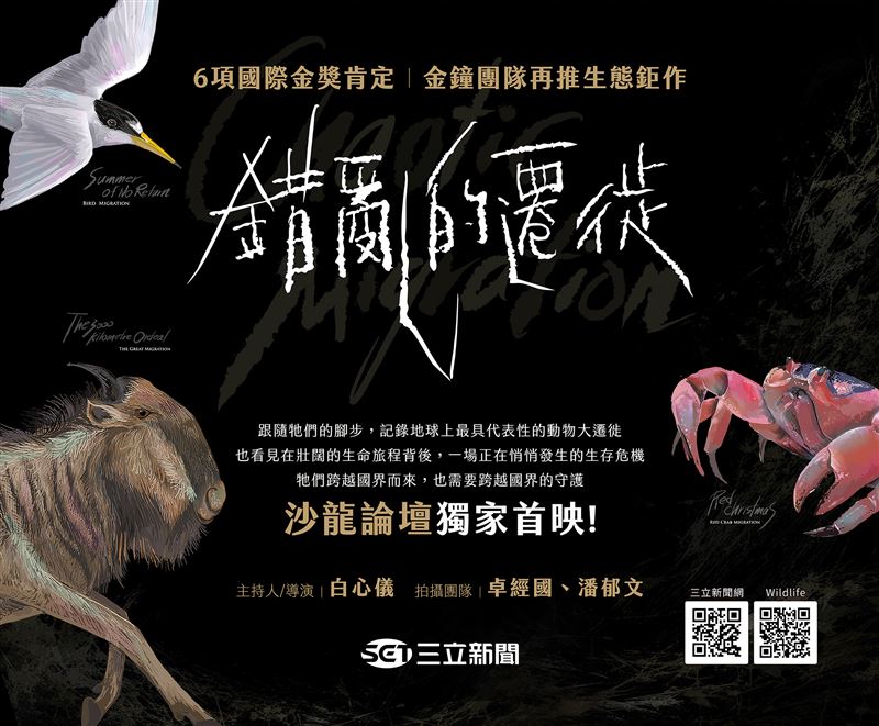 金鐘獎團隊再推重磅新作!《錯亂的遷徙》紀錄物種遷徙困境,台灣成關鍵