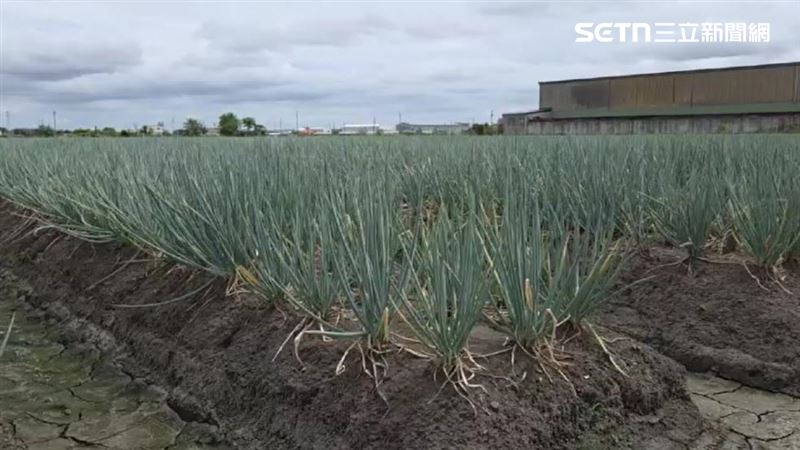 埔鹽鄉有農民搶在颱風前先將青苗根部沾上木黴菌液再種植，使得蔥田「不怕泡水」意外躲過颱風肆虐