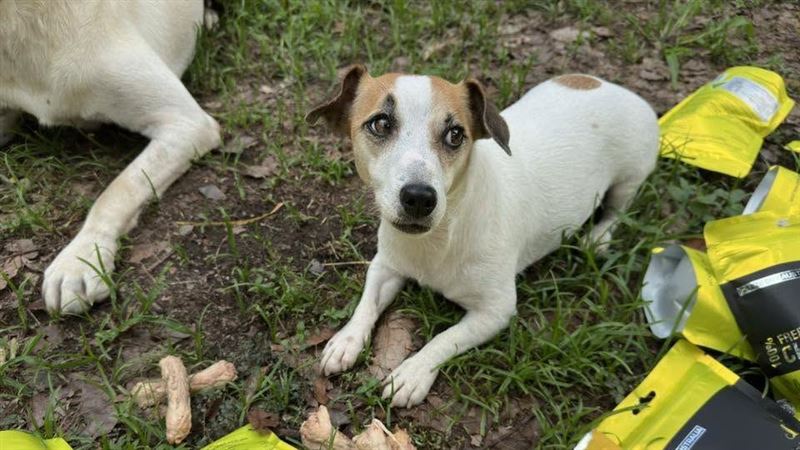 搜救犬Wilson爆遭虐死　同胎妹妹現況曝光