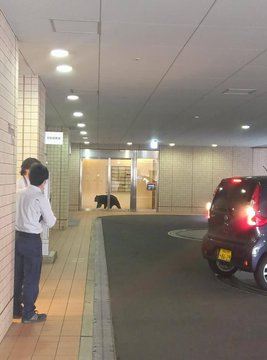 青森頻傳熊闖飯店、超商和民宅,人心惶惶。(圖/翻攝自X平台 @OGebVouWpE59735)