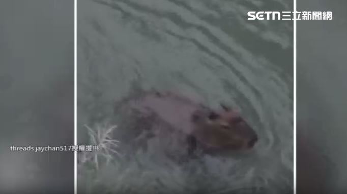 埤豐橋下有可愛水豚君 悠哉泡水民眾圍觀