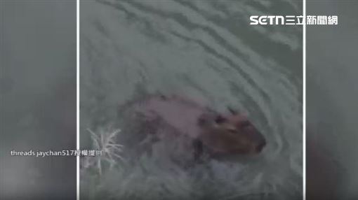 埤豐橋下有可愛水豚君　悠哉泡水民眾搶圍觀