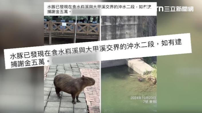 有農場曾懸賞找走失的水豚