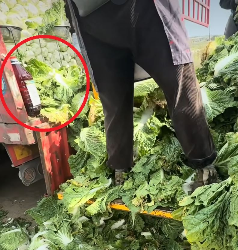 中國重要的大白菜產區,被人踢爆竟在大白菜上塗抹致癌物甲醛溶液保鮮。(圖/翻攝自bilibili)