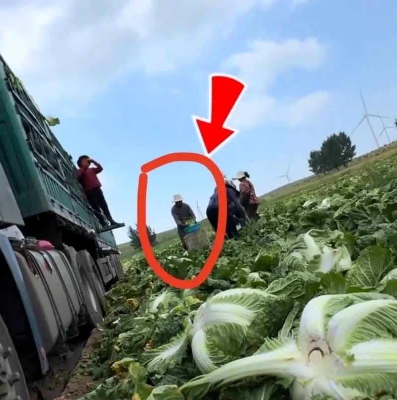 流向多地，恐上億人受害！河北甲醛白菜事件，中國三部門要求從嚴從快處置。(圖／取材自微博)
