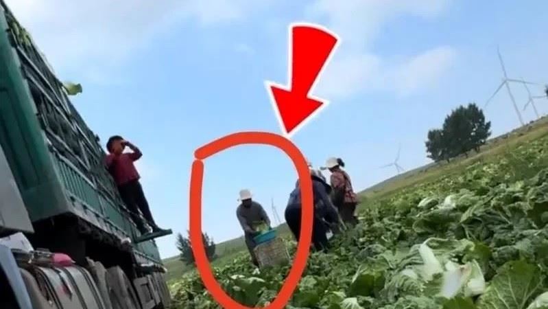 河北甲醛白菜事件,中國三部門要求從嚴從快處置。(圖/翻攝自微博)