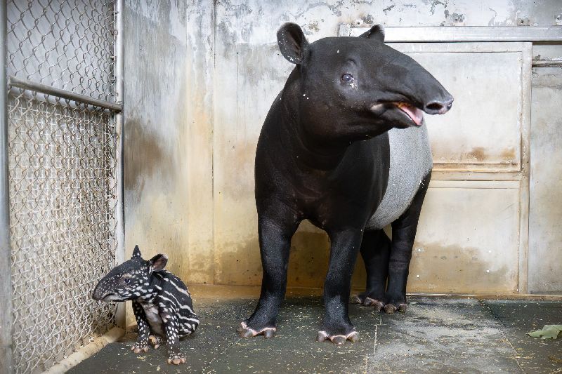 北市動物園馬來貘Putri順產女寶寶,體重約8.6公斤,母女均安。圖為動物園20日拍攝的母女合照。(圖/台北市立動物園提供)