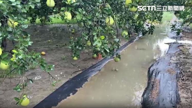 文旦較不怕雨勢,不過沒遇到好天氣也無法採收