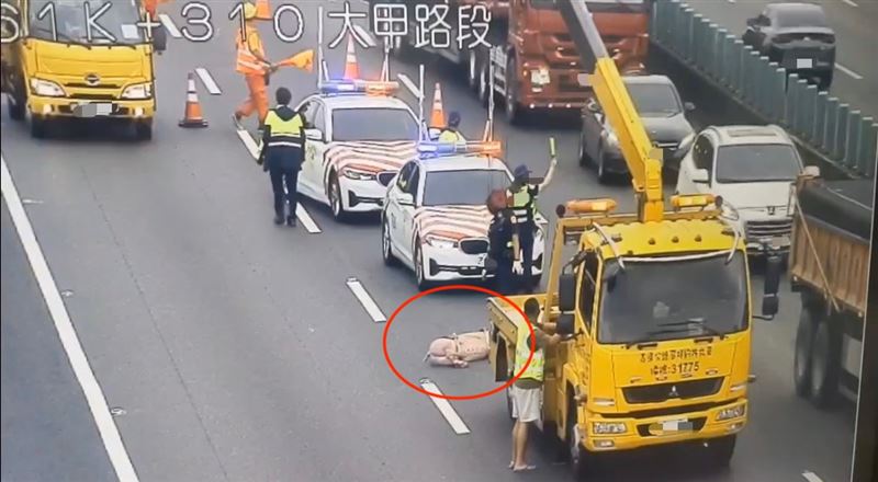 警方緊急封閉部分車道,並協調拖吊車將豬隻排除。(圖/翻攝畫面)