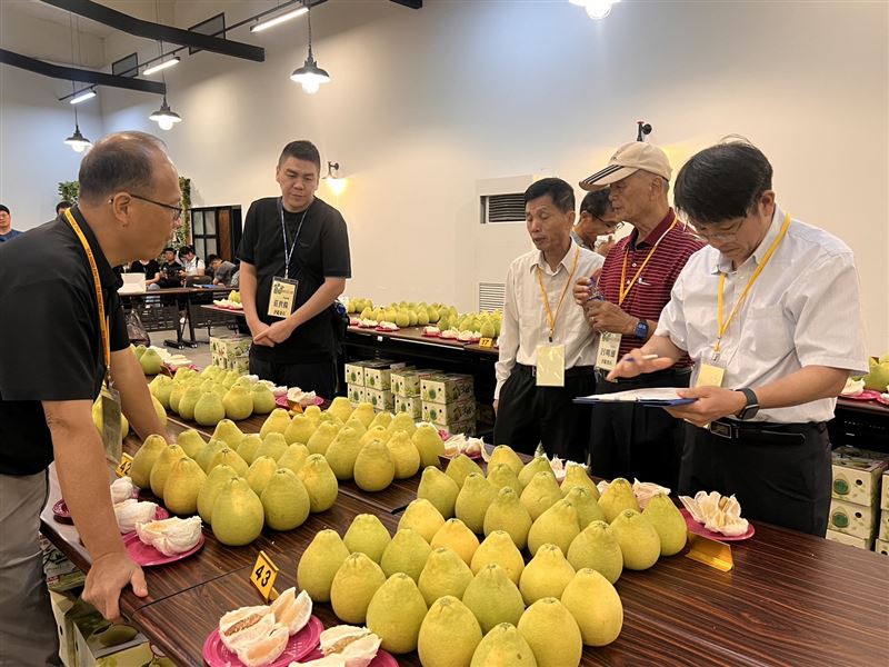 臺南文旦大賽評審品評風味。(圖/台南市政府農業局提供)