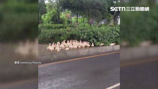 苦中作樂! 台南民眾"開船"上路 屏東鴨群逃難