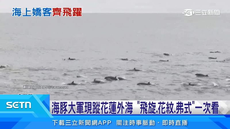 三種海豚輪番出現。（圖／翻攝自Threads @turumoan）