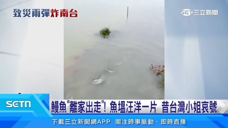 成群的鰻魚從漁塭溜走
