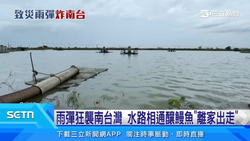 鄰近都是養鰻魚的養殖戶