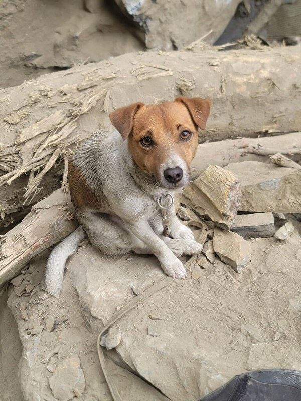 從「訓練墜樓」到遭爆虐待,搜救犬Wilson死後1年掀風暴。(圖/翻攝自Threads @mandynews0429)