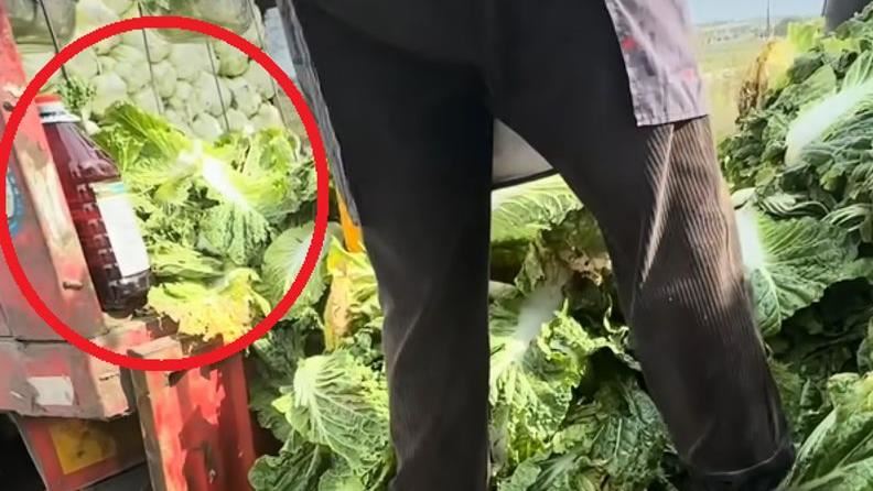 中國「甲醛白菜」流入台灣？食藥署回應了