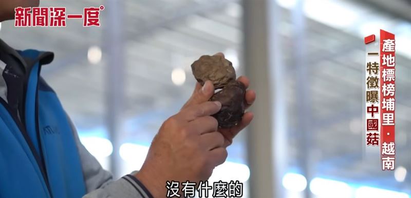菇類專家一眼看出差異