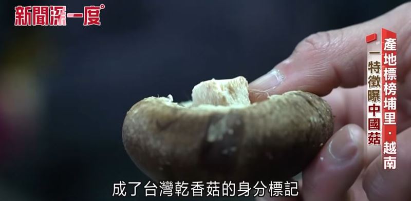 台灣菇菇柄會被剪過較短