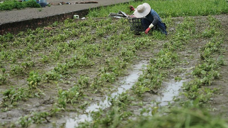 薔琵致農損逾1.3億　雲林占8成、蒜頭最傷