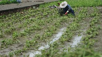 薔琵致農損逾1.3億　雲林占8成、蒜頭最傷