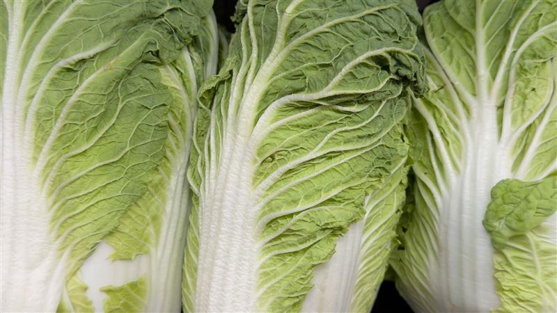 白菜放久沒壞是毒蔬菜？菜販教3招解毒