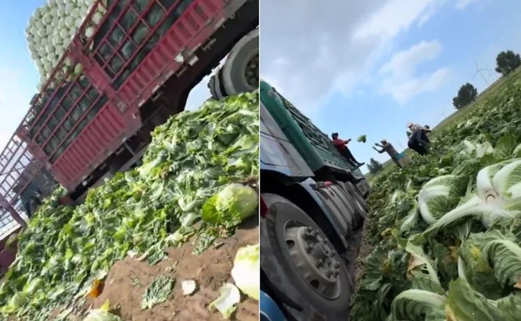 中國河北省近日爆出有不肖業者將大白菜浸泡在一級致癌物「甲醛溶液」中以維持賣相。(翻攝自X)