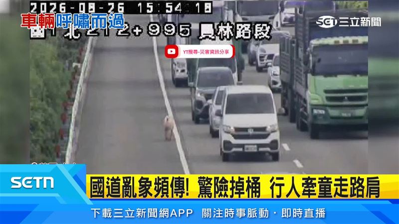 粉紅小豬突現國道!車輛被迫龜速排隊,工務人員持網追豬險釀事故