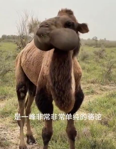 駱駝應該覺得自己很無辜吧！（圖／翻攝自X平台）