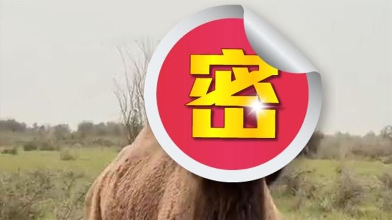中國駱駝因「包包臉」被指低俗遭平台封殺