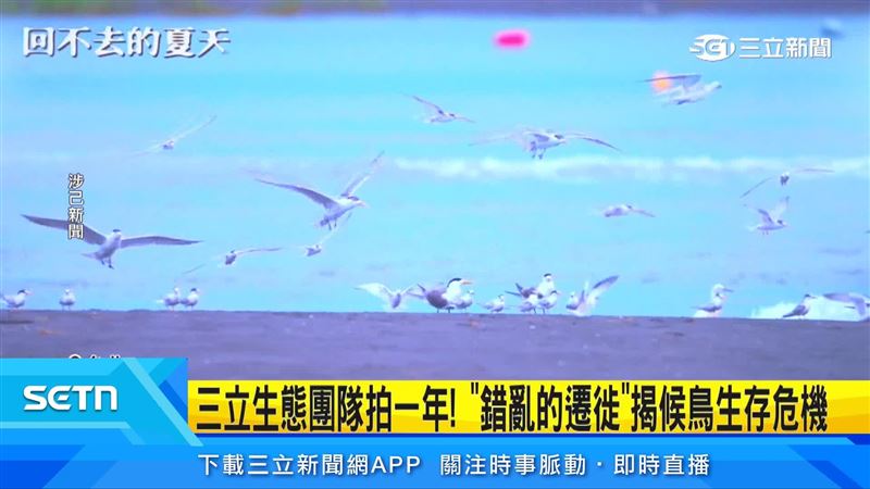 紀錄片以夏候鳥小燕鷗來台育雛面臨的艱困考驗做為主題